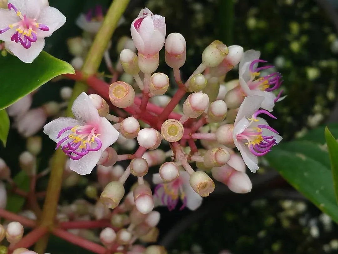 Heirloom (heirloom malaysian) samen for anpflanzung in home garten