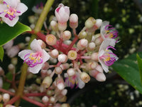 Heirloom (heirloom malaysian) samen for anpflanzung in home garten