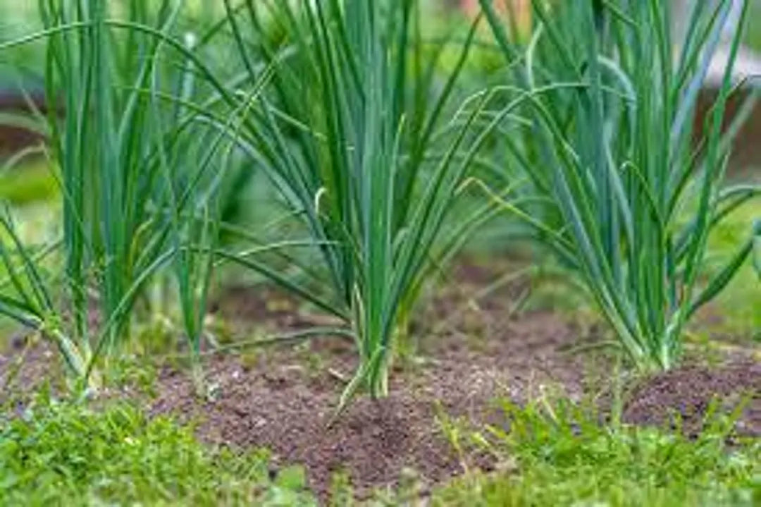 Green Scallion Samen zum Pflanzen - Gemüse Garden Essentials