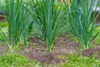 Green Scallion Samen zum Pflanzen - Gemüse Garden Essentials