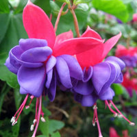 Himmelblau Fuchsie Blumensamen – duftend Blüten Traditionssorte & ohne Gentechnik Hausgarten