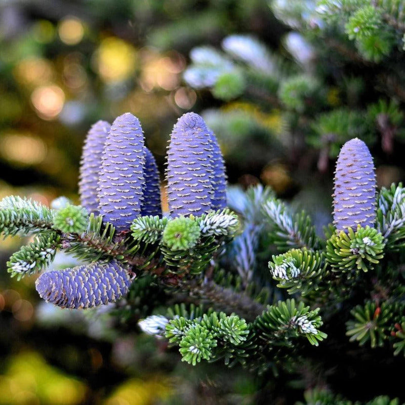 Lila Abies Koreana Blumensamen zur Aussaat – sonnenliebend – Traditionssorte & ohne Gentechnik Samen Hausgarten