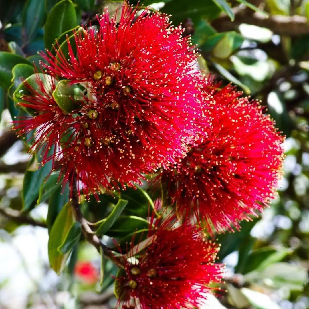 Rot Pohutukawa Blumensamen zur Aussaat – saisonal Dauerblüher – Traditionssorte & ohne Gentechnik Samen Hausgarten