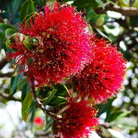 Rot Pohutukawa Blumensamen zur Aussaat – saisonal Dauerblüher – Traditionssorte & ohne Gentechnik Samen Hausgarten