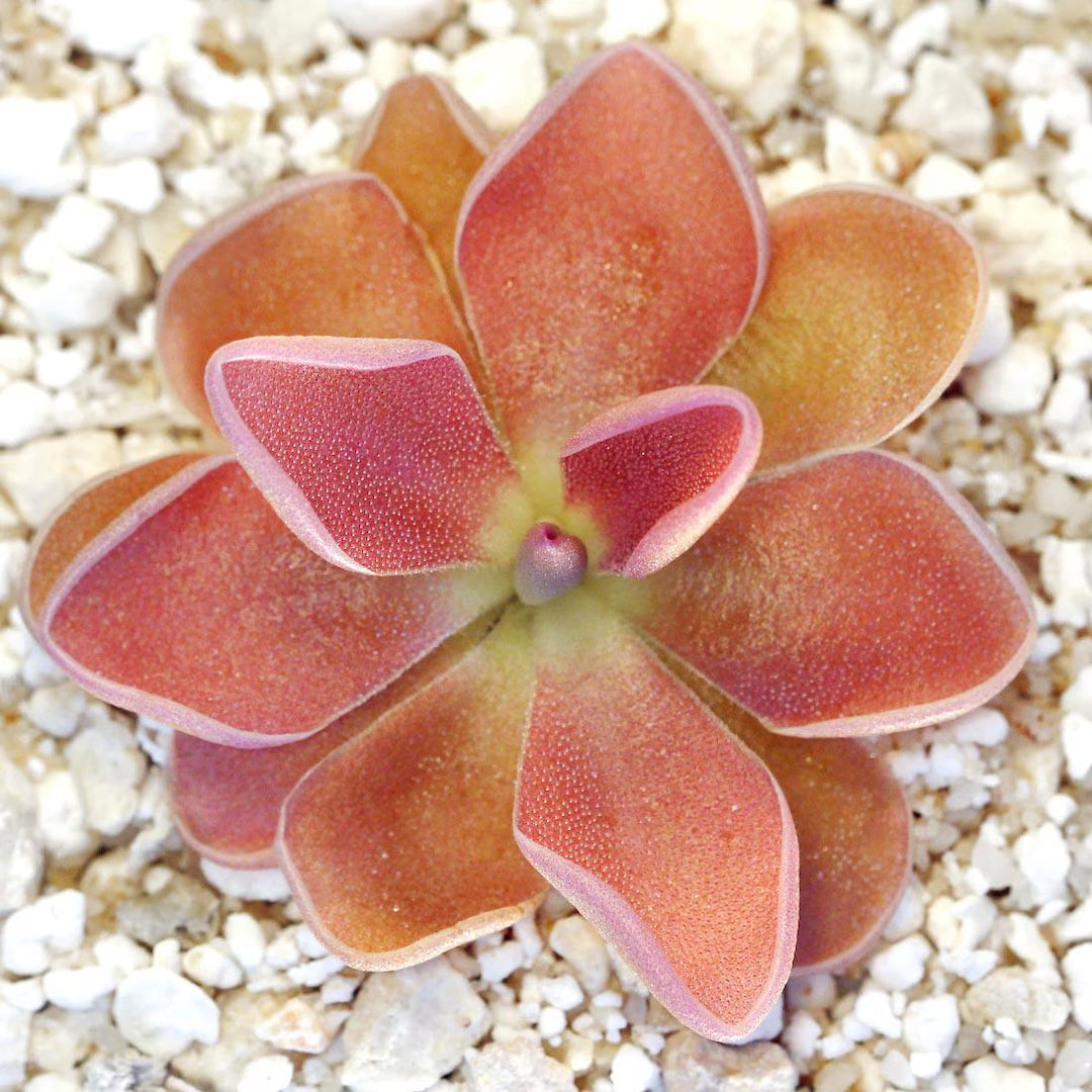 Mexican Butterwort Carnivorous Blumensamen zur Aussaat – einzigartig Addition Garten