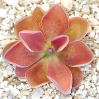 Mexican Butterwort Carnivorous Blumensamen zur Aussaat – einzigartig Addition Garten