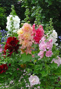 Gemischt Alcea Blumensamen zur Aussaat pflegeleicht Traditionssorte & ohne Gentechnik Samen Hausgarten