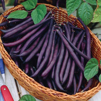 Lila Bush Bean Samen for Gemüse Planting