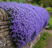Lila Aubrieta Cascade Blumensamen zur Aussaat – Halbschatten verträglich – Traditionssorte & ohne Gentechnik Samen Hausgarten