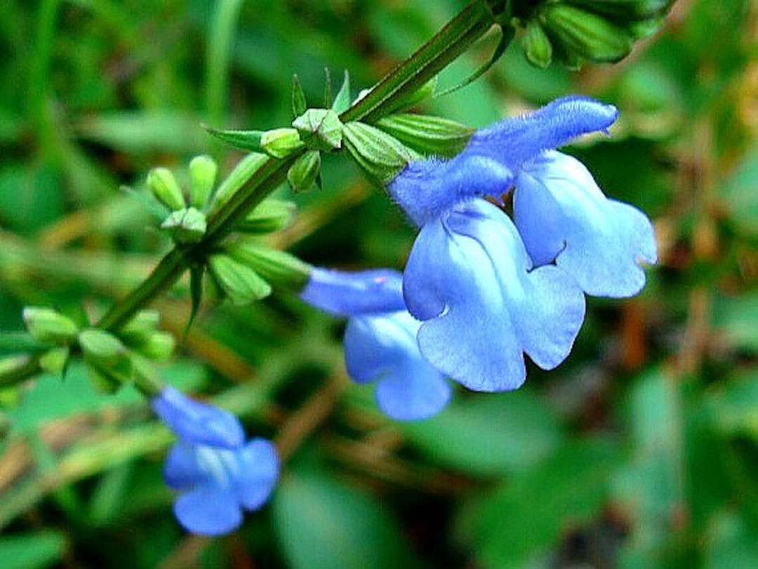 Blau Sage Blumensamen zur Aussaat farbenfroh Schau Traditionssorte & ohne Gentechnik Samen Hausgarten