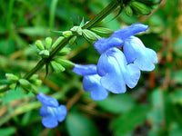 Blau Sage Blumensamen zur Aussaat farbenfroh Schau Traditionssorte & ohne Gentechnik Samen Hausgarten