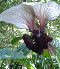 Weiß Tacca Nivea Pflanze Samen zur Aussaat Samen einzigartig und exotisch Blüten – ideal Adding Elegance Garten