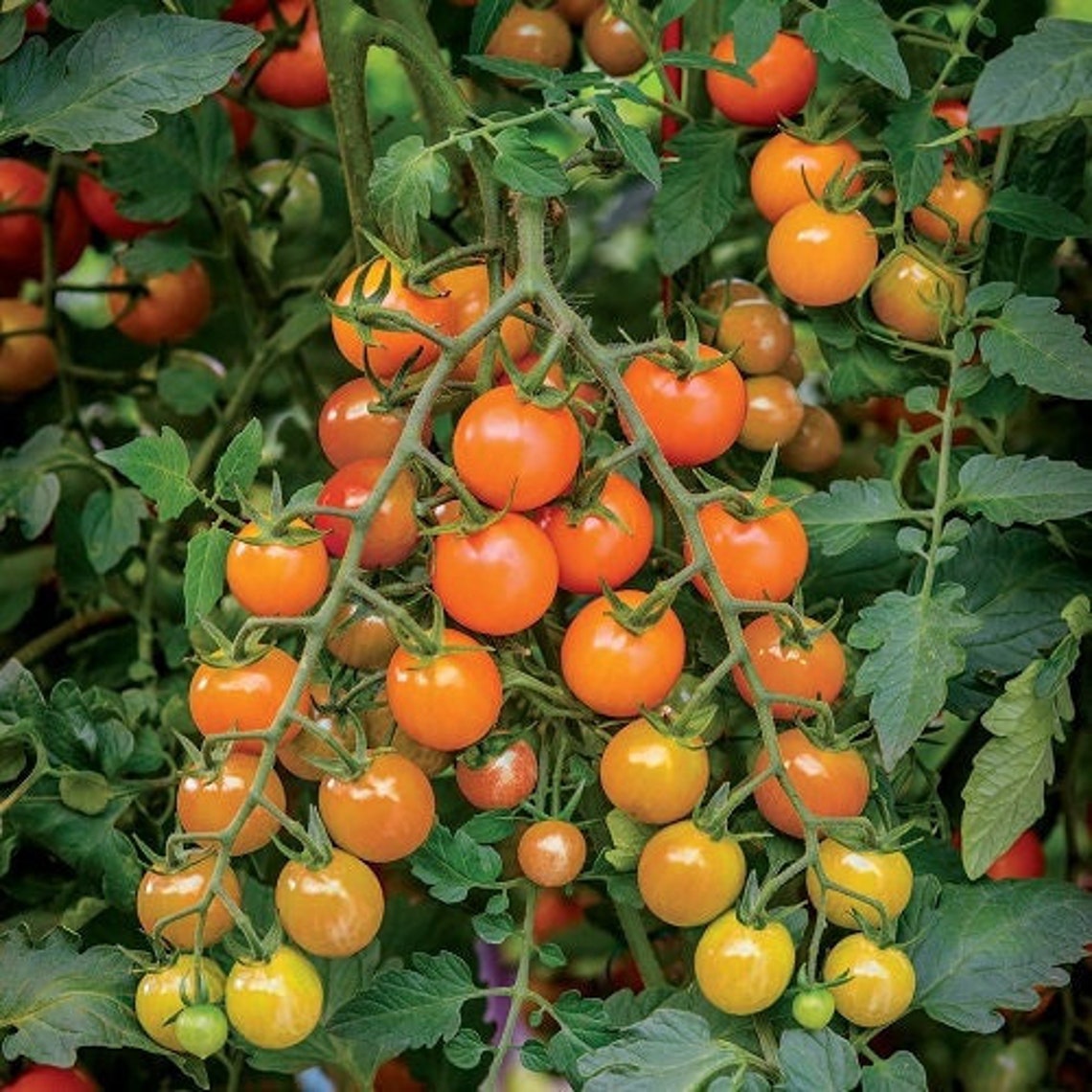 Moonglow Tomate Solanum lycopersicum Gemüse Samen zum Pflanzen in Gemüse Patch