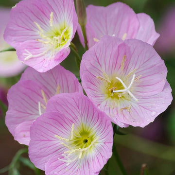 Oenothera speciosa (mexican or showy evening primrose)blume samen for anpflanzung blume samen for anpflanzung bright blooms heirloom gmo f
 
 sale for anpflanzung in home garten