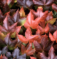 Boston ivy vine virginia creeper parthenocissus tricuspidata climbing samen blume samen for anpflanzung - bright blooms, heirloom & gmo free samen for home garten
 
 sale for anpflanzung in home garten
