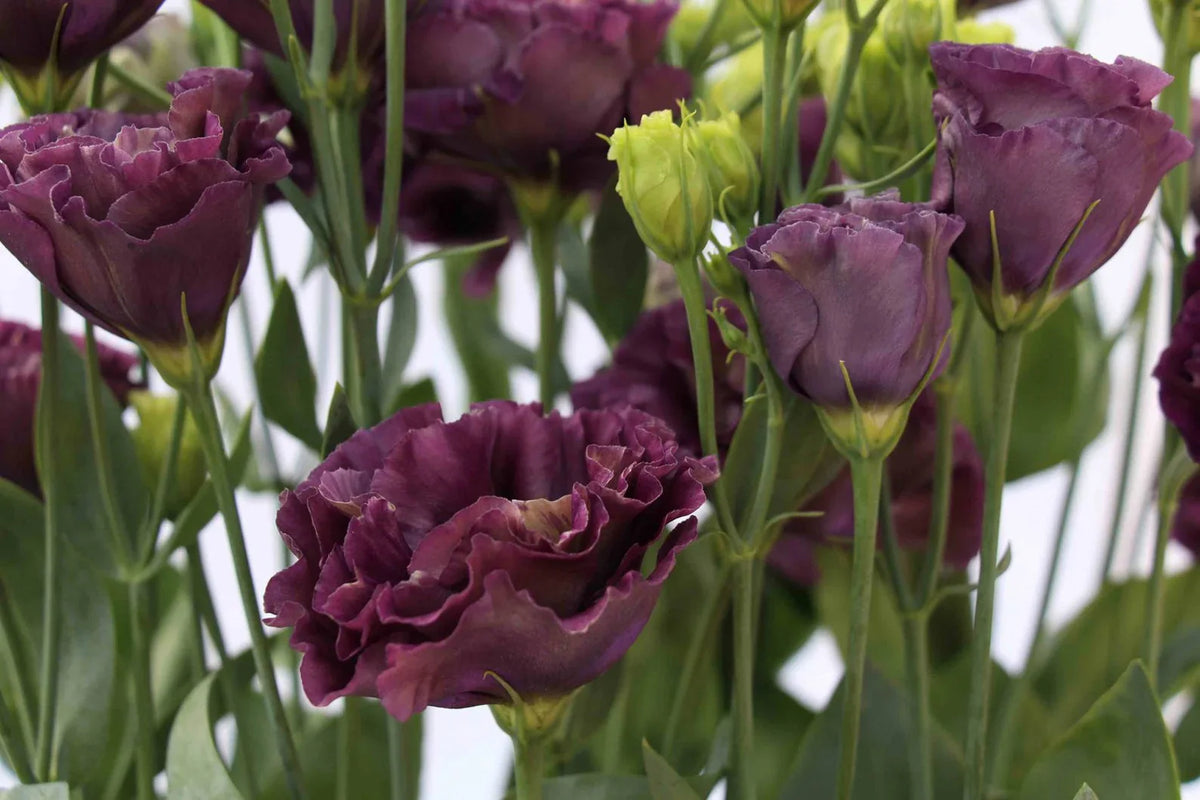 Lisianthus (lisianthus roseanne) samen for anpflanzung in home garten