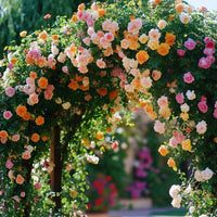 Gemischt kletternd mehrjährig Rose Blumensamen zur Aussaat – duftend Blüten Traditionssorte & ohne Gentechnik Samen Hausgarten