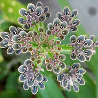 Flammendes Käthchen Blumensamen zur Aussaat – Landhaus Garten wichtig – Traditionssorte & ohne Gentechnik Samen Hausgarten