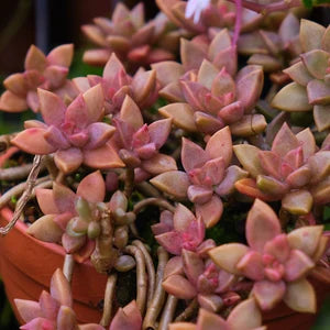 Sedum Succulent Bordeaux Aussaat – Samen robust und farbenfroh Wuchs – ideal einzigartig