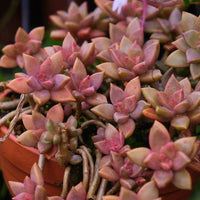 Sedum Succulent Bordeaux Aussaat – Samen robust und farbenfroh Wuchs – ideal einzigartig
