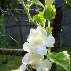 Maurandya Weiß Lophospermum Samen – Bestäuber-freundlich Traditionssorte ohne Gentechnik Blumen Garten Aussaat
