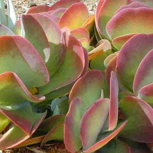 Mischung Thyrsiflora Blumensamen zur Aussaat hochwertige Qualitäts- Traditionssorte & ohne Gentechnik Samen Hausgarten