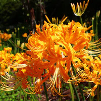 Orange Higanbana Blumensamen zur Aussaat saisonal Dauerblüher Traditionssorte & ohne Gentechnik Samen Hausgarten
