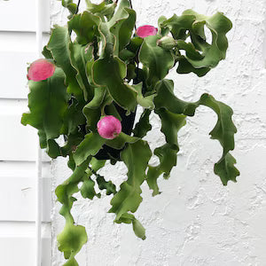 Guatemalan Monstrose Blumensamen zur Aussaat – pflegeleicht – Traditionssorte & ohne Gentechnik Samen Hausgarten