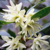 Weiß duftend Clove Blumensamen zur Aussaat lang Blüte Saison Traditionssorte & ohne Gentechnik Samen Hausgarten