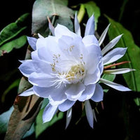 hell Blau Epiphyllum Blumensamen zur Aussaat – sonnenliebend – Traditionssorte & ohne Gentechnik Samen Hausgarten