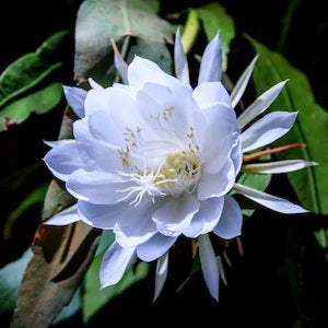 hell Blau Epiphyllum Blumensamen zur Aussaat – sonnenliebend – Traditionssorte & ohne Gentechnik Samen Hausgarten
