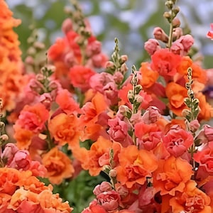 gefüllt Orange Stockrose Alcea rosea Samen zur Aussaat Blume Beet & Garten