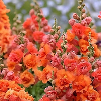 gefüllt Orange Stockrose Alcea rosea Samen zur Aussaat Blume Beet & Garten