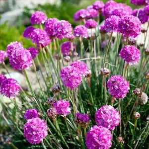 hell Rosa Mini Violett Blumensamen zur Aussaat saisonal Dauerblüher Traditionssorte & ohne Gentechnik Samen Hausgarten