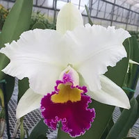 Weiß Rosa Cattleya Hybrida Blumensamen zur Aussaat – lang Blüte Saison – Traditionssorte & ohne Gentechnik Samen Hausgarten