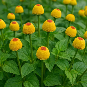 Gelb Spilanthes Blumensamen zur Aussaat – farbenfroh Schau – Traditionssorte & ohne Gentechnik Samen Hausgarten