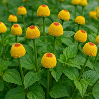 Gelb Spilanthes Blumensamen zur Aussaat – farbenfroh Schau – Traditionssorte & ohne Gentechnik Samen Hausgarten