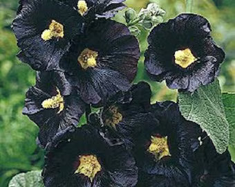 dunkel Lila Althaea Rosea Blumensamen zur Aussaat kompakt Wuchs Traditionssorte & ohne Gentechnik Samen Hausgarten
