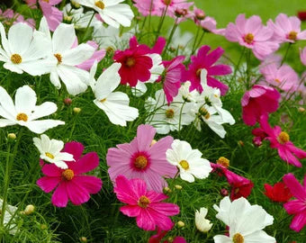 Cosmos Sensation Blumensamen zur Aussaat – hochwertige Qualitäts- – Traditionssorte & ohne Gentechnik Samen Hausgarten
