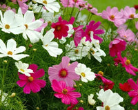 Cosmos Sensation Blumensamen zur Aussaat – hochwertige Qualitäts- – Traditionssorte & ohne Gentechnik Samen Hausgarten