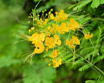 Gelb Caesalpinia Blumensamen Garten beliebt Traditionssorte & ohne Gentechnik Samen Hausgarten
