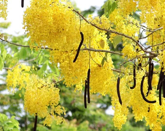 Golden Koelreuteria Blumensamen zur Aussaat – Bestäuber freundlich – Traditionssorte & ohne Gentechnik Samen Hausgarten