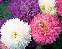 Mixed crego blume samen anpflanzung pack for vibrant garten blooms
