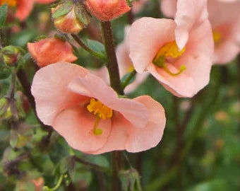 Rosa Alonsoa Blumensamen zur Aussaat leuchtend Traditionssorte & ohne Gentechnik Samen Hausgarten