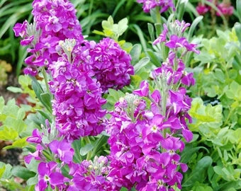 Lila Hoary Stock Blumensamen zur Aussaat – kompakt Wuchs – Traditionssorte & ohne Gentechnik Samen Hausgarten