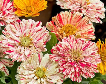 Zinnie Higro Candy Dog Blumensamen leuchtend Garten Blüten