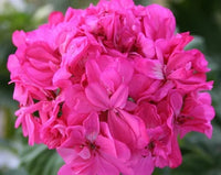 Rosa Geranie Blumensamen zur Aussaat – Garten beliebt – Traditionssorte & ohne Gentechnik Samen Hausgarten
