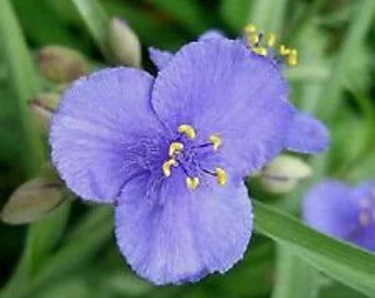 Weiß Claytonia Sibirica Blumensamen zur Aussaat – kompakt Wuchs – Traditionssorte & ohne Gentechnik Samen Hausgarten