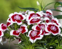 Nelke Rot Weiß Blumensamen zur Aussaat – Landhaus Garten wichtig – Traditionssorte & ohne Gentechnik Samen Hausgarten