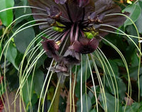 Schwarz Tacca Chantrieri Blumensamen zur Aussaat – hochwertige Qualitäts- – Traditionssorte & ohne Gentechnik Samen Hausgarten